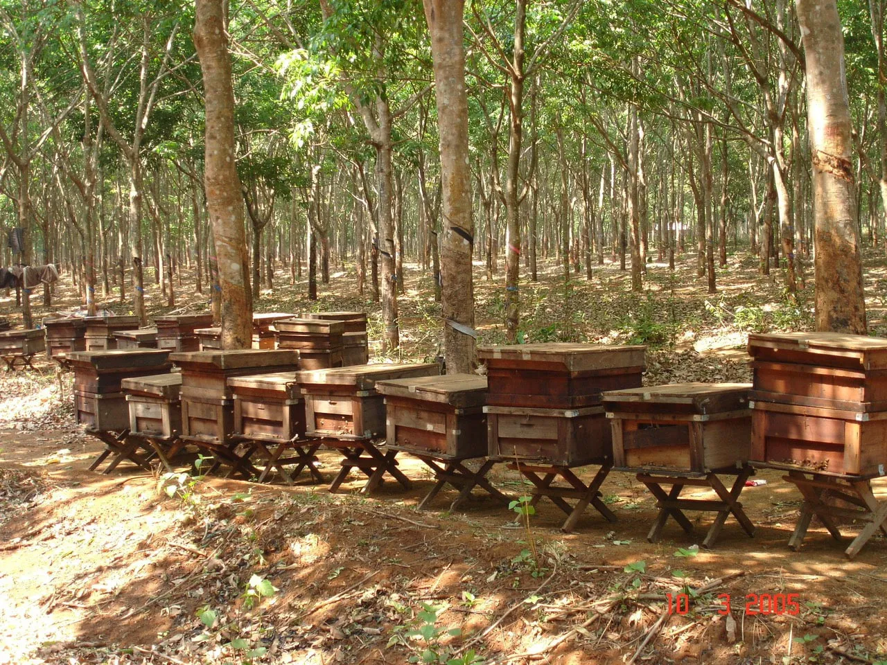 Hoa Kỳ: Kết quả sơ bộ về rà soát hành chính chống phá giá đối với mật ong thô từ Việt Nam