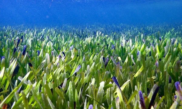 Phát hiện cánh đồng cỏ biển cổ Posidonia Australis lớn nhất thế giới