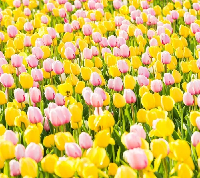 Ghé thăm vườn hoa tulip tại Công viên rừng Seoul