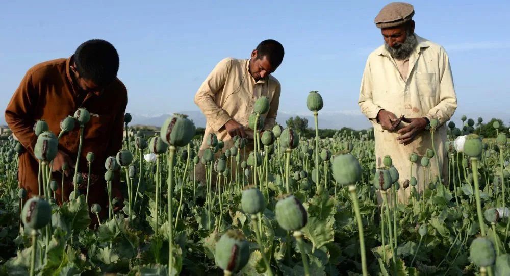 Chính quyền Taliban ra lệnh cấm trồng cây anh túc tại Afghanistan