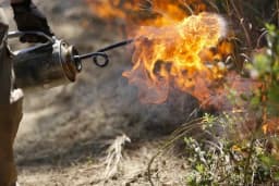 Hoa Kỳ: Cháy rừng nghiêm trọng tại Georgia, hàng chục ngôi nhà bị thiêu rụi