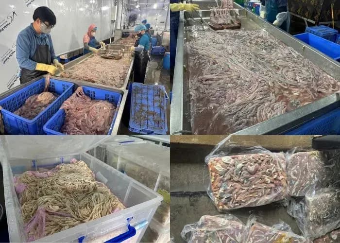 Hàng chục tấn lòng lợn hôi thối bị phát hiện tại Hà Nội 