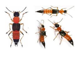 Kiến ba khoang có độc tố mạnh gấp 12 – 15 lần nọc rắn hổ