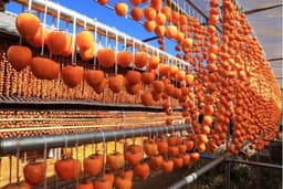 Quả hồng khô - Hương vị đặc biệt trong văn hóa Nhật Bản 