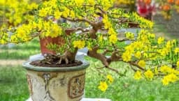 Bộ tứ cây cảnh ngày Tết mang sinh khí và tài lộc cho gia đình