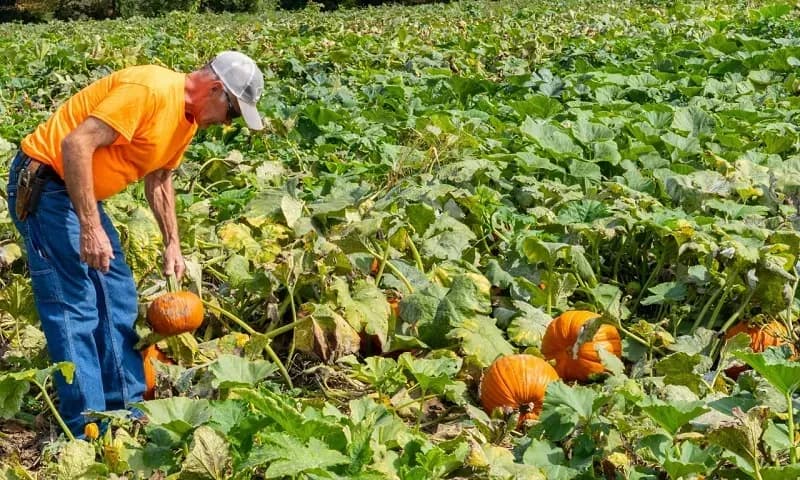 Chính phủ mở cửa, hàng trăm nghìn người vẫn có nguy cơ mất trợ cấp SNAP