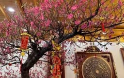 Hoa đào ngày Tết - Sắc xuân gìn giữ hồn Việt