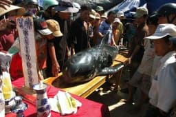 Đặc sắc lễ hội Nghinh Ông tại Cần Giờ, TP. HCM