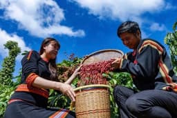 Cà phê Việt có chịu sức ép vụ Hoa Kỳ dỡ bỏ thuế quan Brazil?