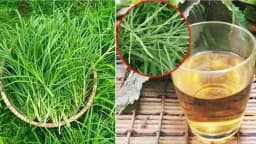 Cỏ mần trầu: Dược liệu quý và công dụng ít người biết