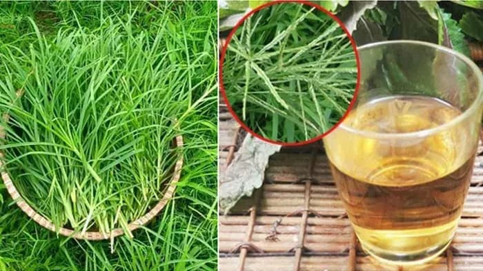 Cỏ mần trầu: Dược liệu quý và công dụng ít người biết