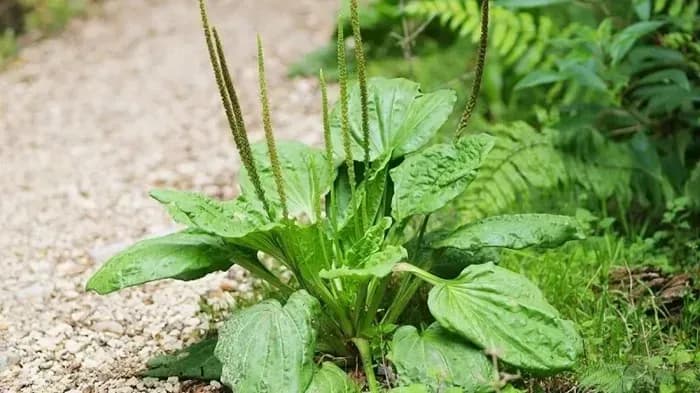 Loài cây ven đường mệnh danh là “khắc tinh” sỏi thận