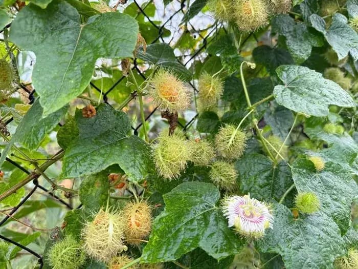 Cây chùm bao: Vị thuốc quý từ thiên nhiên