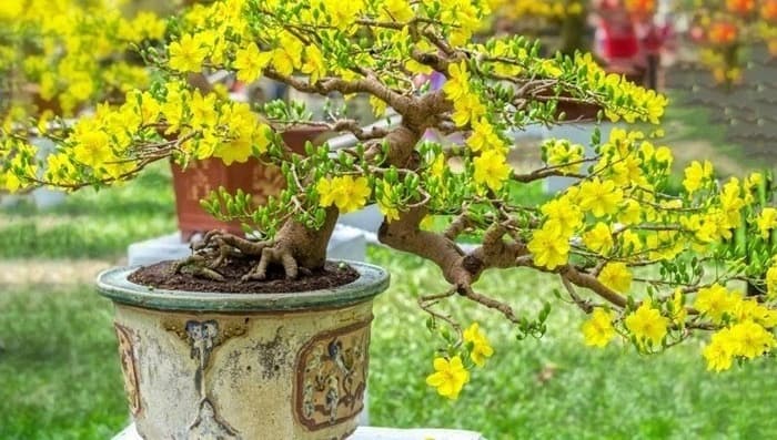 Bộ tứ cây cảnh ngày Tết mang sinh khí và tài lộc cho gia đình