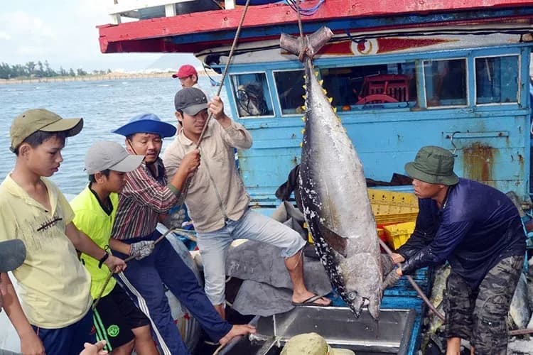 Thủy sản Việt Nam đối mặt thách thức kép từ thuế quan, lệnh cấm của Hoa Kỳ