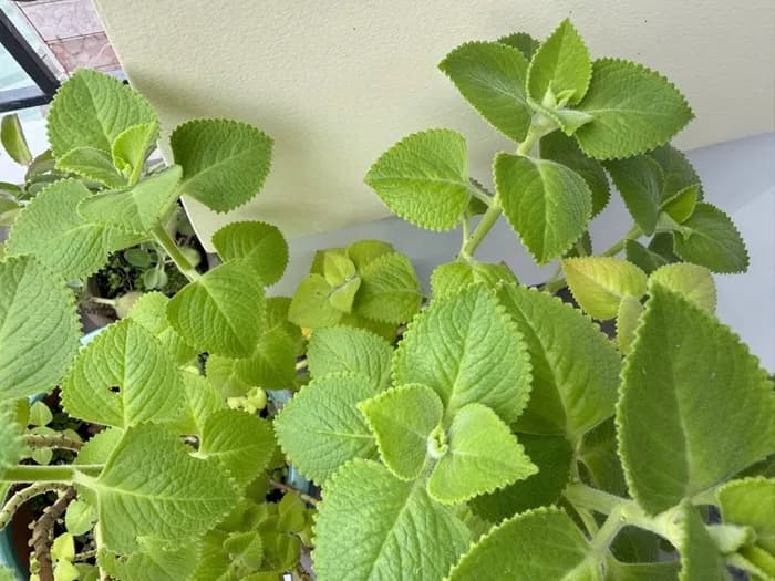 Lá húng chanh - Thảo dược dân gian trị ho, giải cảm, tăng cường sức khỏe